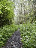 Taylor River Trail